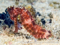 seahorses