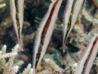 shrimpfishes