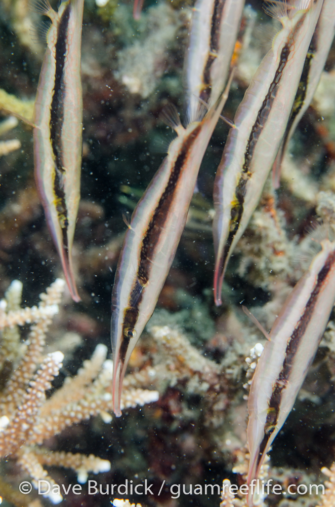 shrimpfishes
