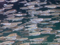 silversides