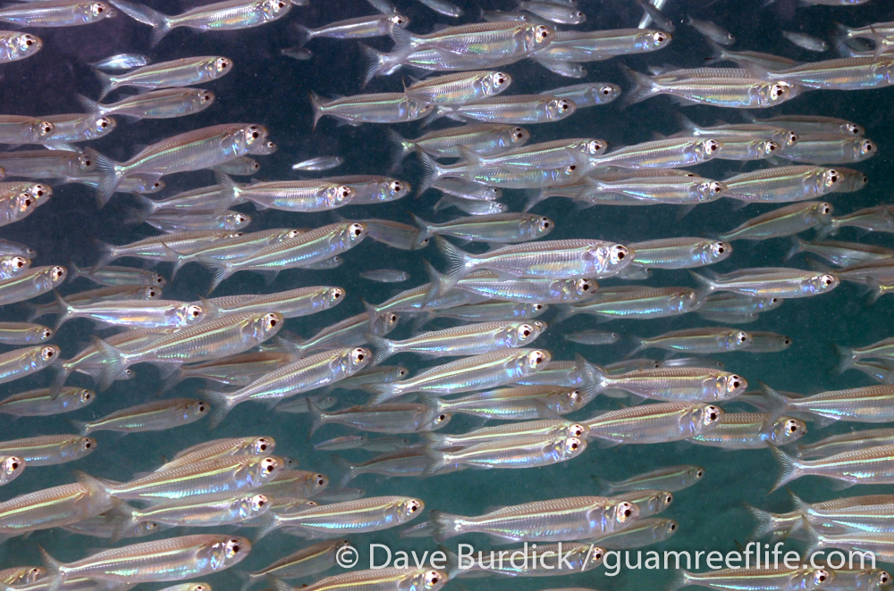 silversides