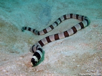 snake eels