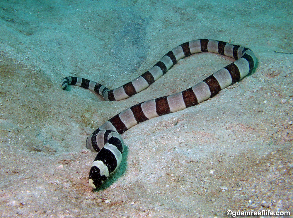 snake eels