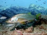snook