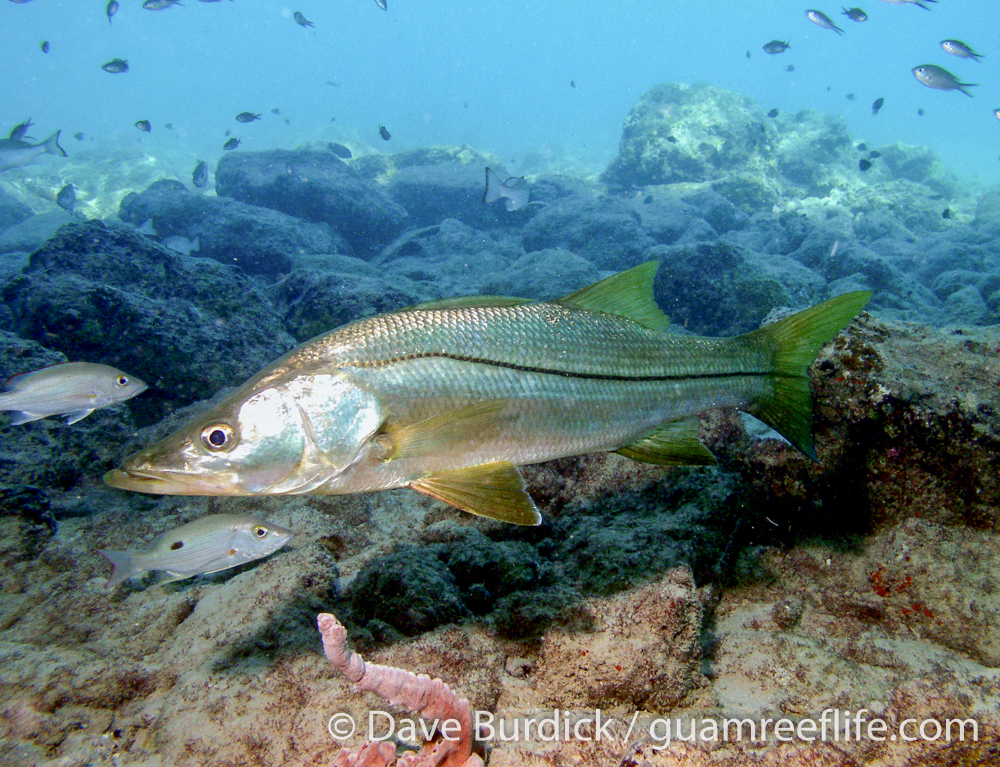 snook