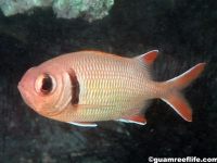 soldierfishes