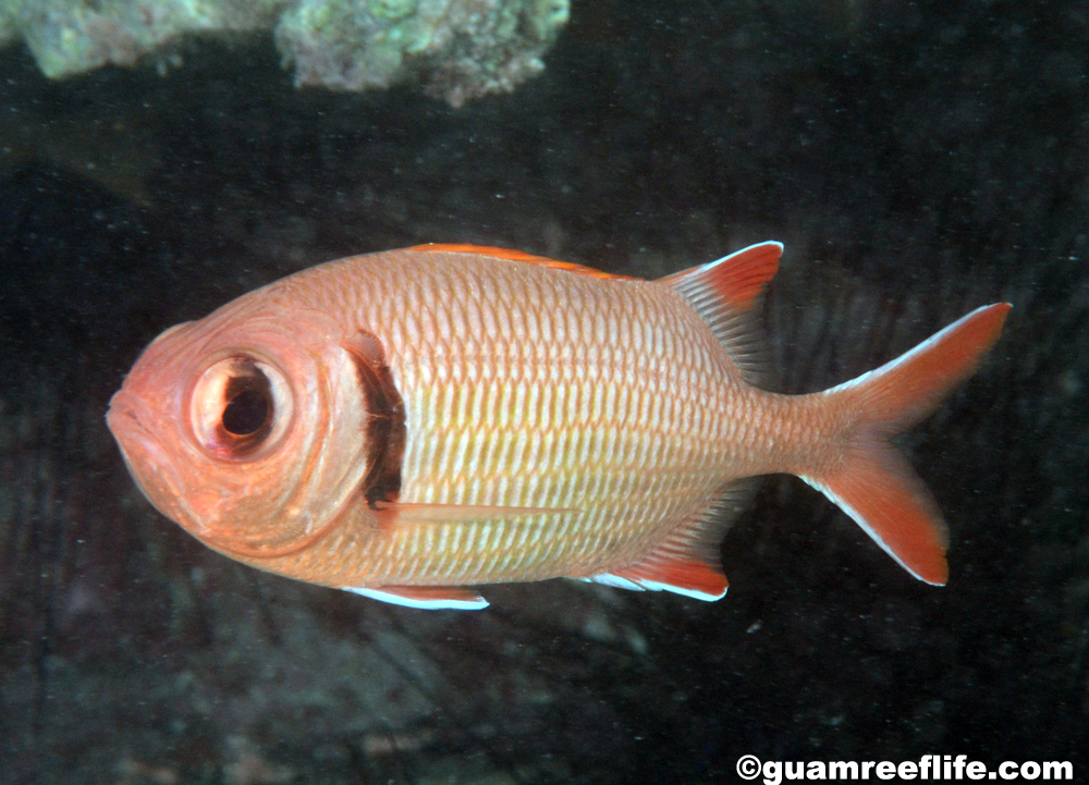 soldierfishes