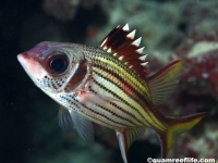 squirrelfishes