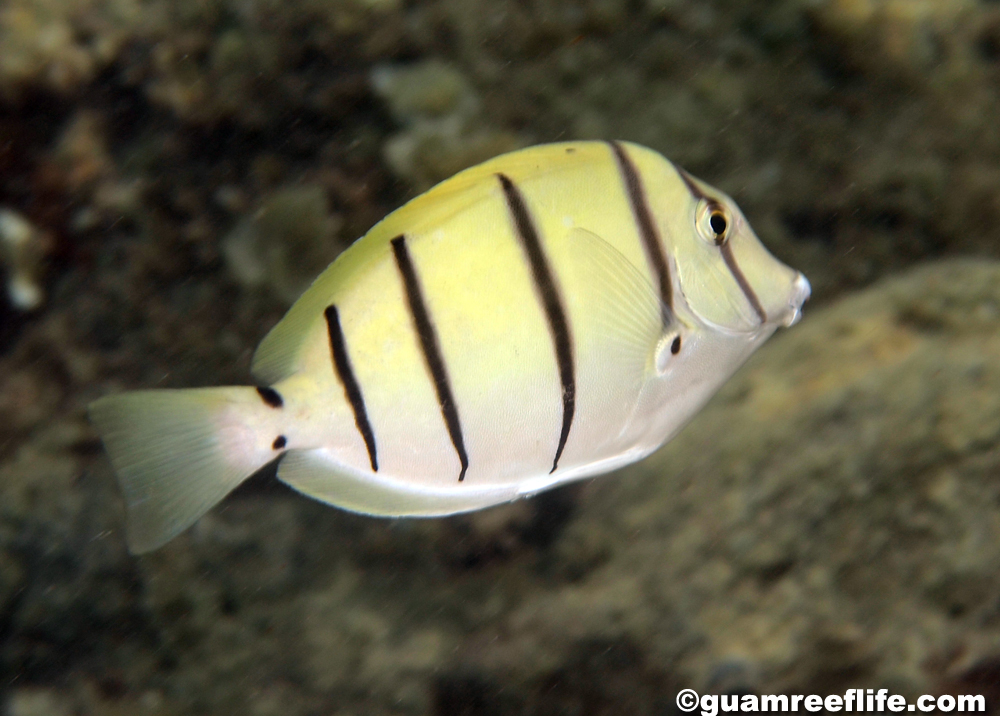 surgeonfishes