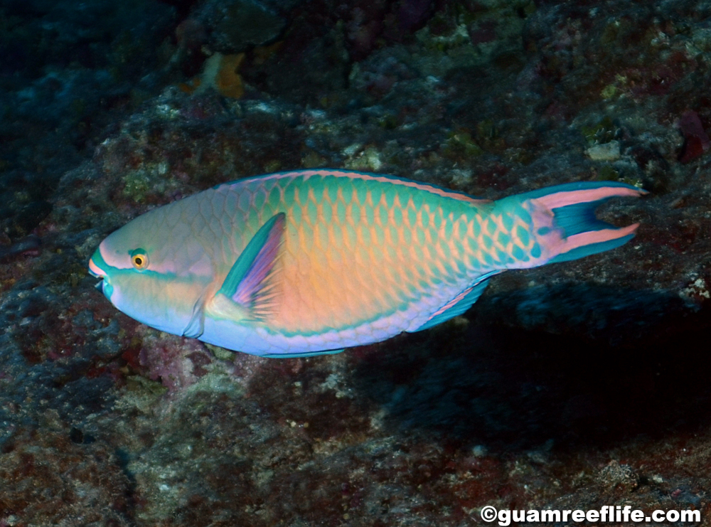 swim with pectoral fins