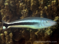 tilefishes