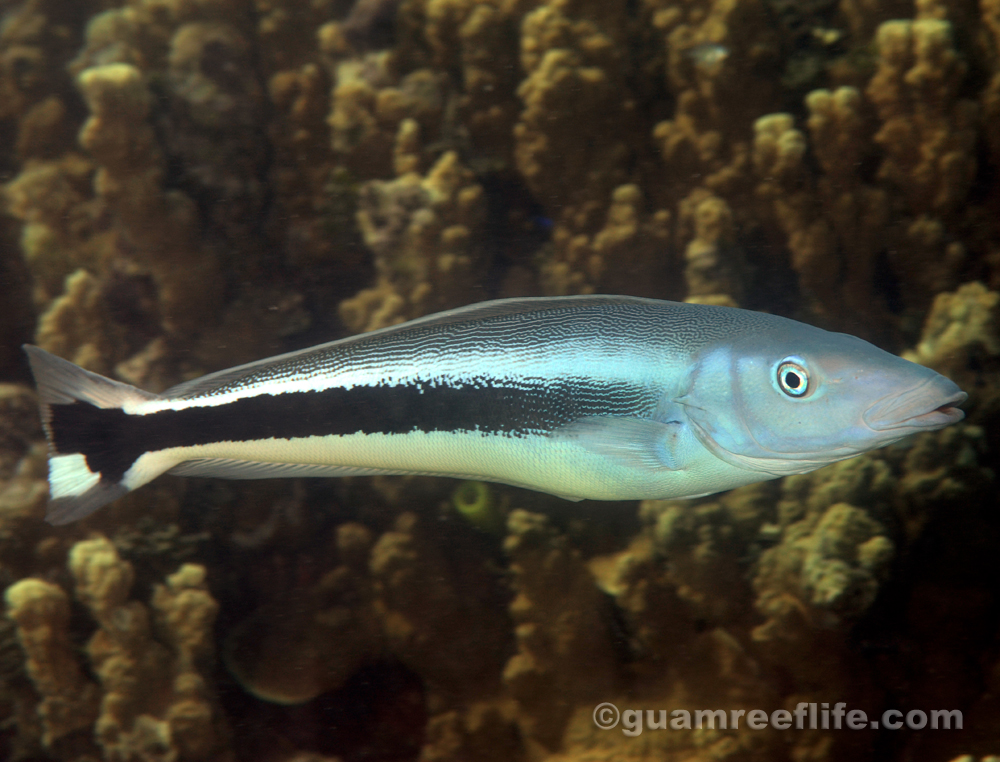 tilefishes