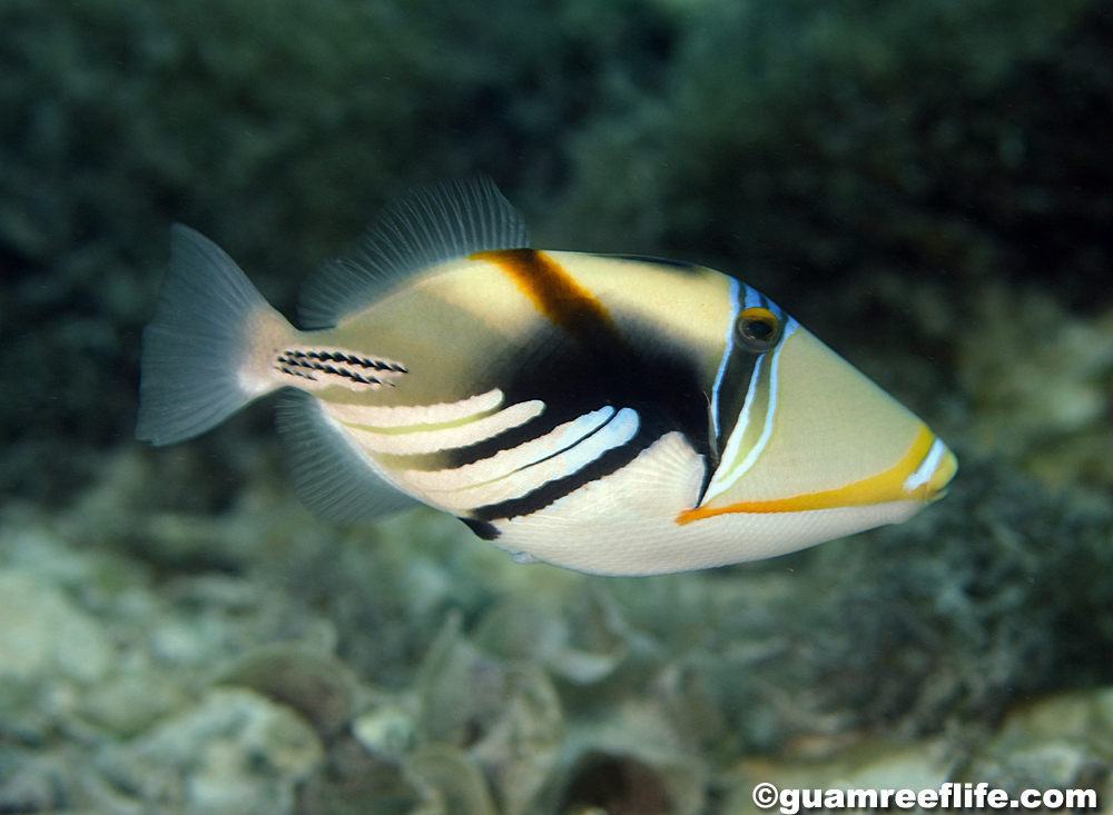 triggerfishes