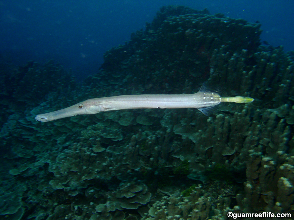 trumpetfishes