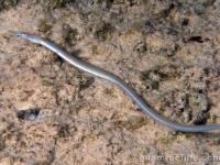worm eels