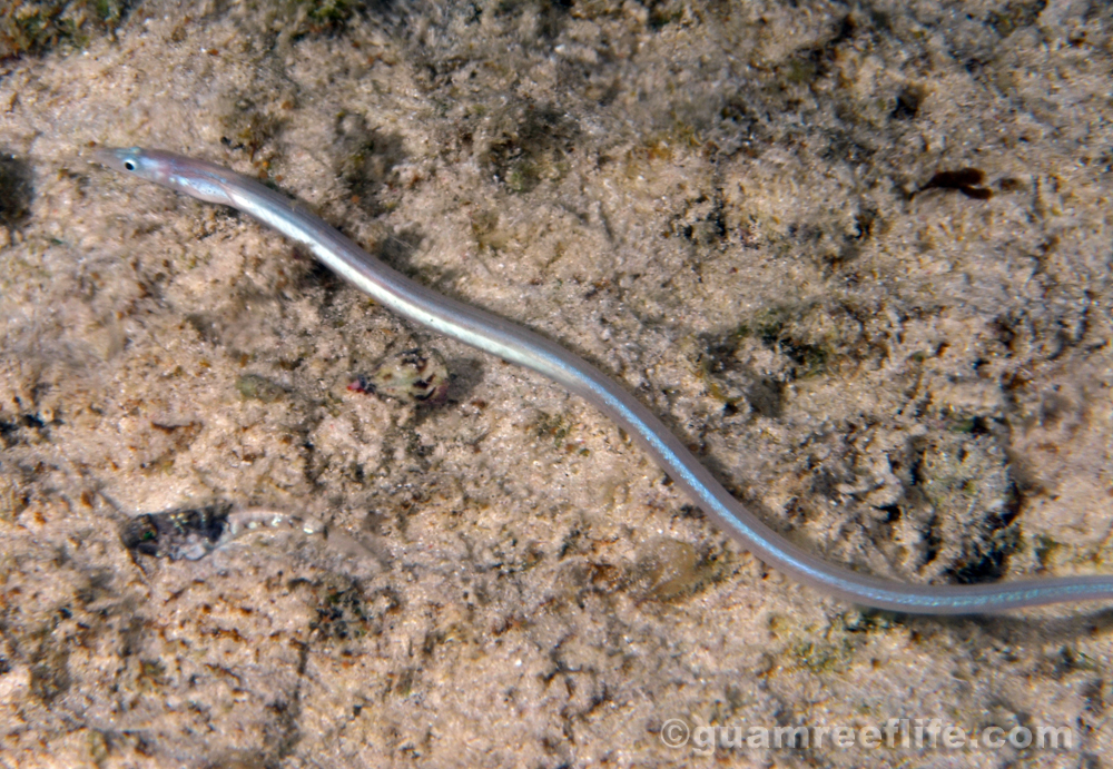 worm eels