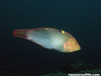 wrasses