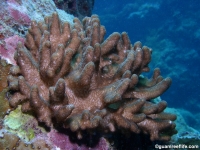 Alcyonium sp.