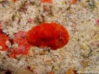 Aldisa cf. sp. 8 NSSIP 2nd ed