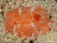 Aldisa fragaria