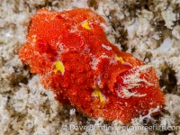 Aldisa sp. 8 NSSIP 2nd ed