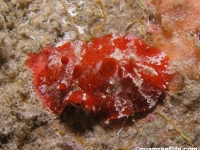 Aldisa zavorensis