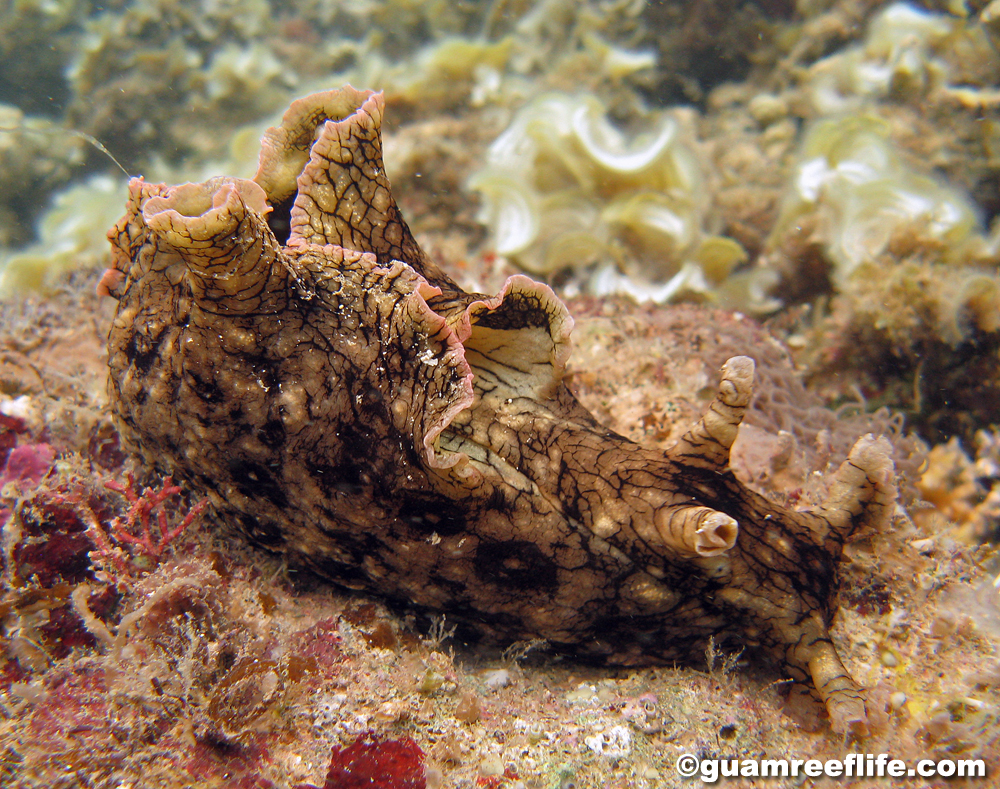 sea hares (Aplysiidae) - guamreeflife