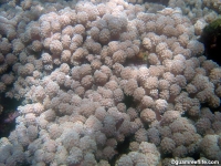 Asterospicularia randalli