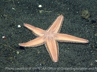 Astropecten sp. A