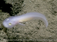 Barathronus sp.