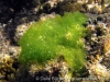 green algae - guamreeflife