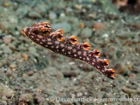 Bornella anguilla