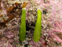 Bornetella nitida