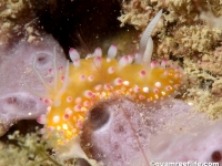 Cadlinella ornatissima