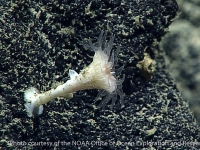 Caryophyllia or Javania sp. A