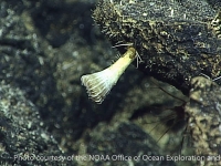 Caryophyllia or Trochocyathus sp. A