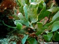 Caulerpa brachypus