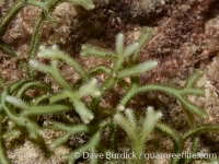 Caulerpa cupressoides