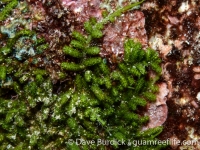 Caulerpa elongata