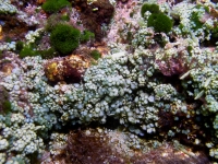 Caulerpa macrophysa