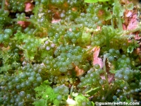 Caulerpa racemosa