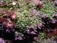 Caulerpa racemosa var. exigua