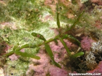 Caulerpa racemosa var. lamourouxii