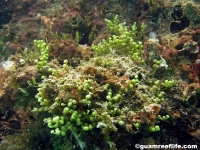 Caulerpa racemosa var. peltata