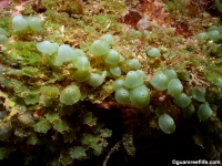 Caulerpa racemosa var. turbinata