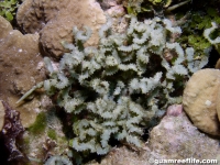 Caulerpa serrulata f. spiralis