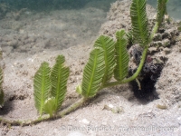 Caulerpa sertularioides