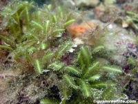 Caulerpa taxifolia