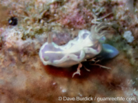Ceratosoma sp. 1 NSSIP 2nd ed Ceratosoma sp. 1 NSSIP 2nd ed