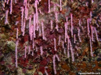 Chironephthya sp. 1